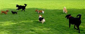 On-Call Evening and Weekend Dog Catcher RFQ
